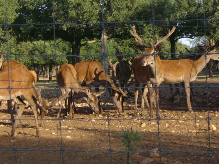 Ciervos-del-monte-el-Viejo-Palencia